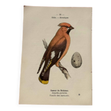 Botanical engraving birds double sided naturalist board