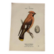 Botanical engraving birds double sided naturalist board