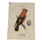 Botanical engraving birds double sided naturalist board