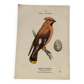 Botanical engraving birds double sided naturalist board