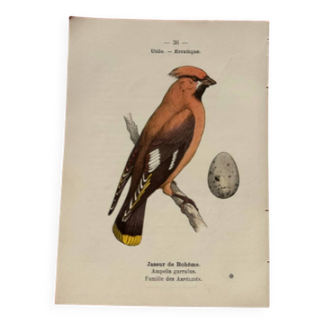 Botanical engraving birds double sided naturalist board