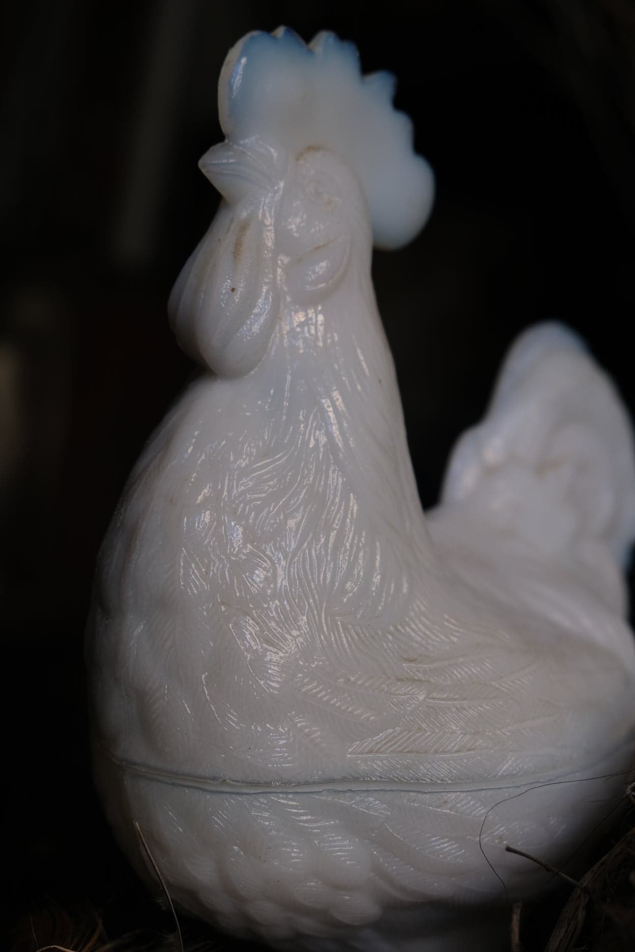 Opaline fair rooster