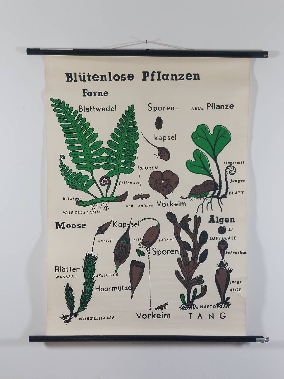 Vintage educational wall hanging roll chart biology