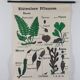 Vintage educational wall hanging roll chart biology