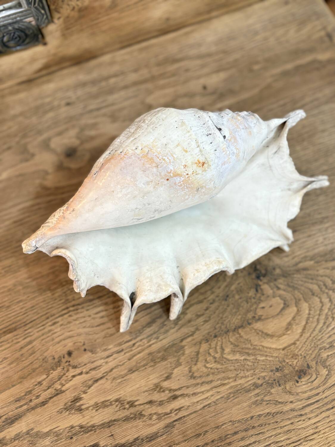 Large ancient blackcurrant shell