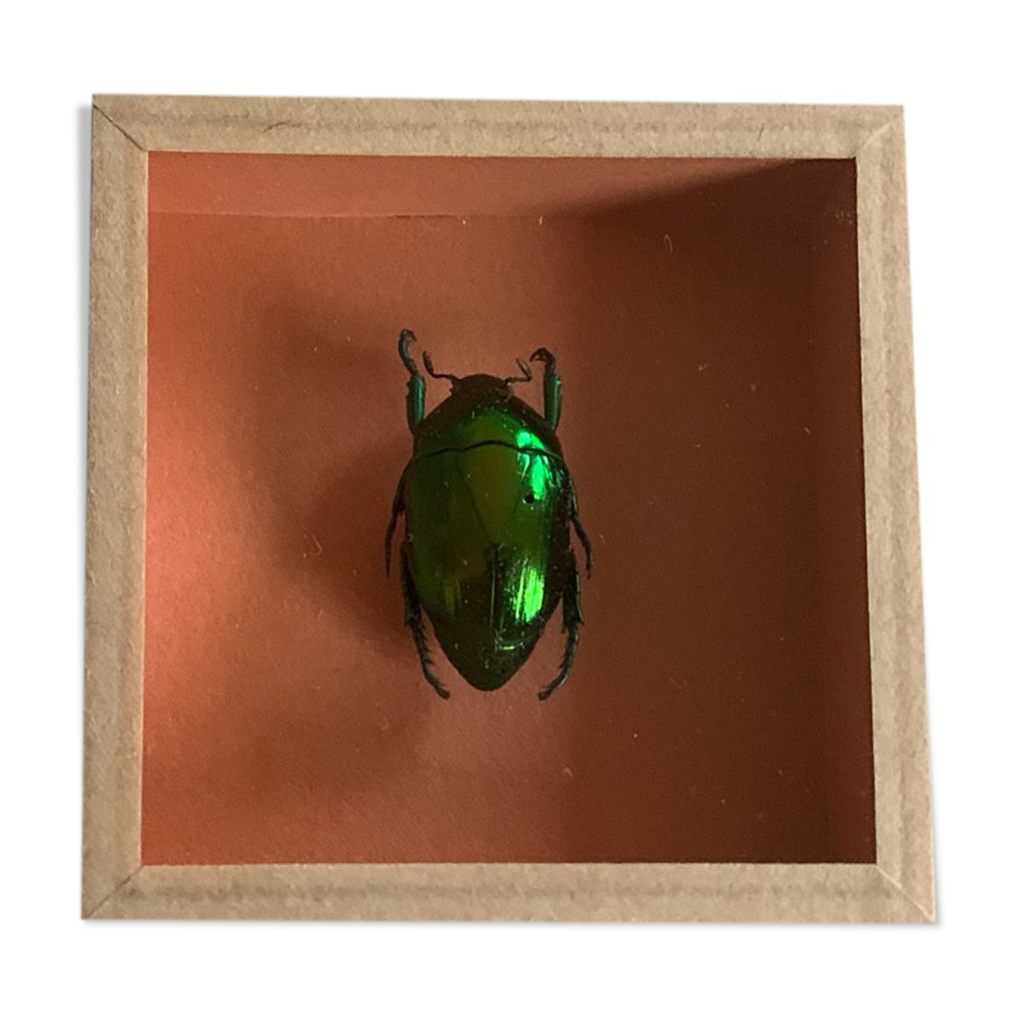 Scrabée naturalisé sous verre