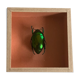 Scrabée naturalisé sous verre