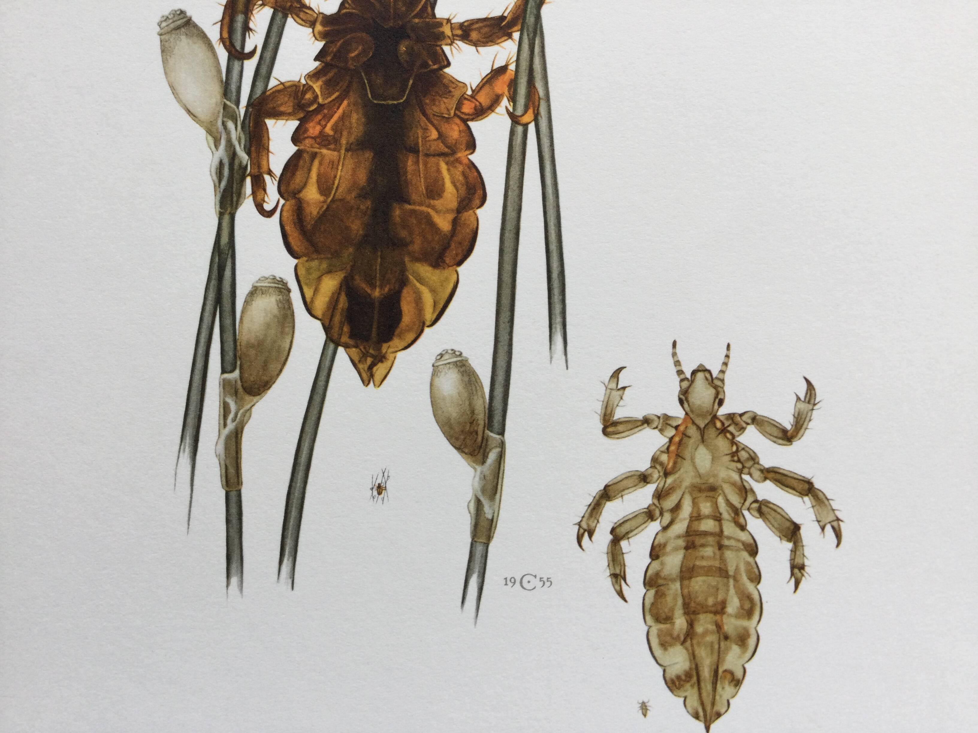 Old illustration "insects", 1960s.