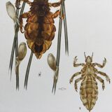 Illustration ancienne "insectes", années 60.