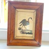 Lithographies couleur oiseaux encadrées