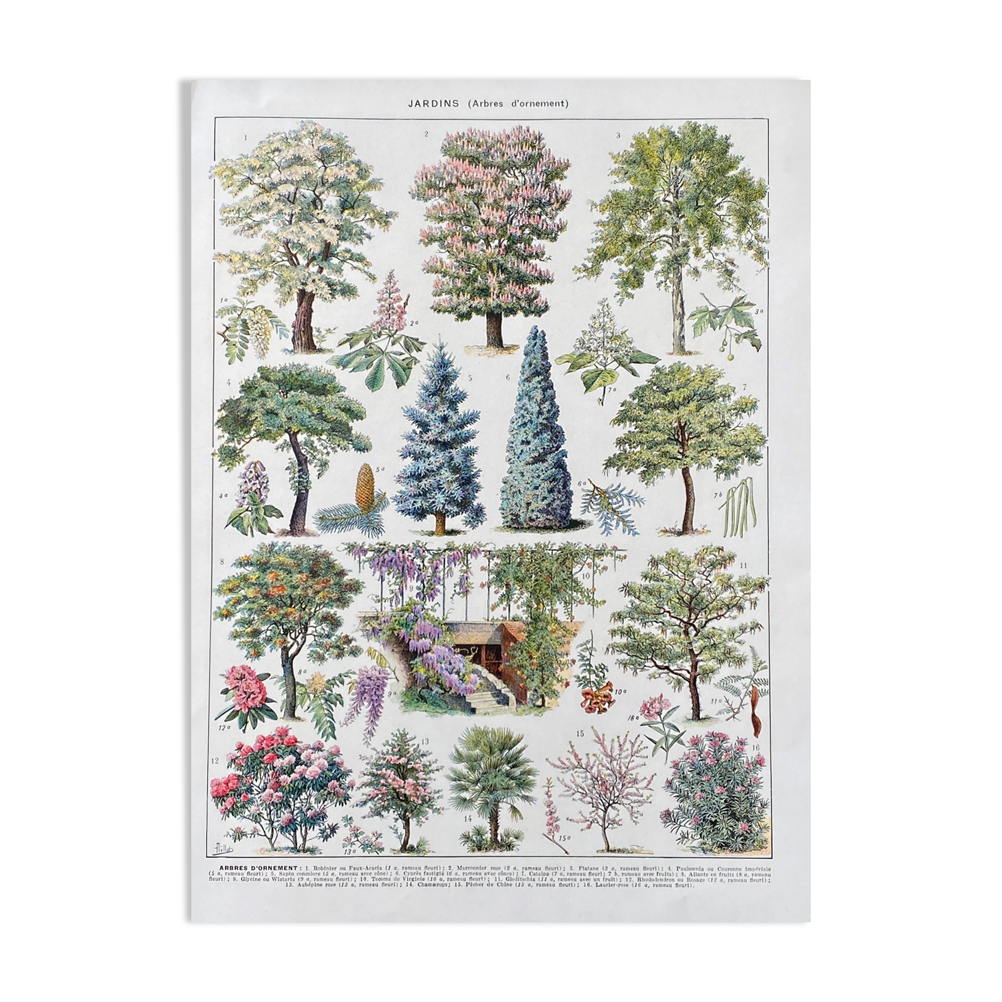 Illustration Millot "Gardens (ornamental trees)"