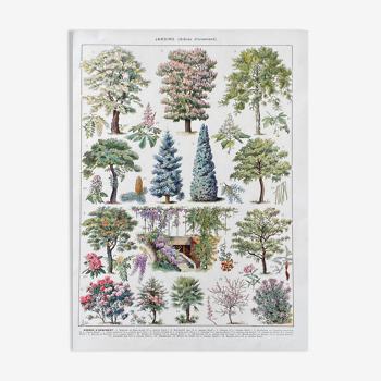 Illustration Millot "Gardens (ornamental trees)"