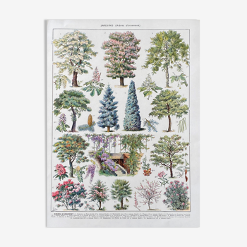 Illustration Millot "jardins arbres d'ornement