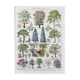 Illustration Millot "Gardens (ornamental trees)"
