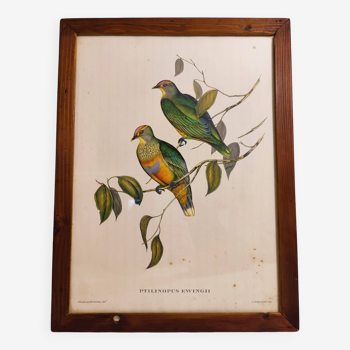 Tableau Lithographie Oiseau Gould / 1950's Angleterre / Ptilinopus Ewingii