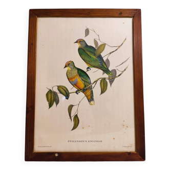 Tableau Lithographie Oiseau Gould / 1950's Angleterre / Ptilinopus Ewingii