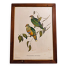 Tableau Lithographie Oiseau Gould / 1950's Angleterre / Ptilinopus Ewingii