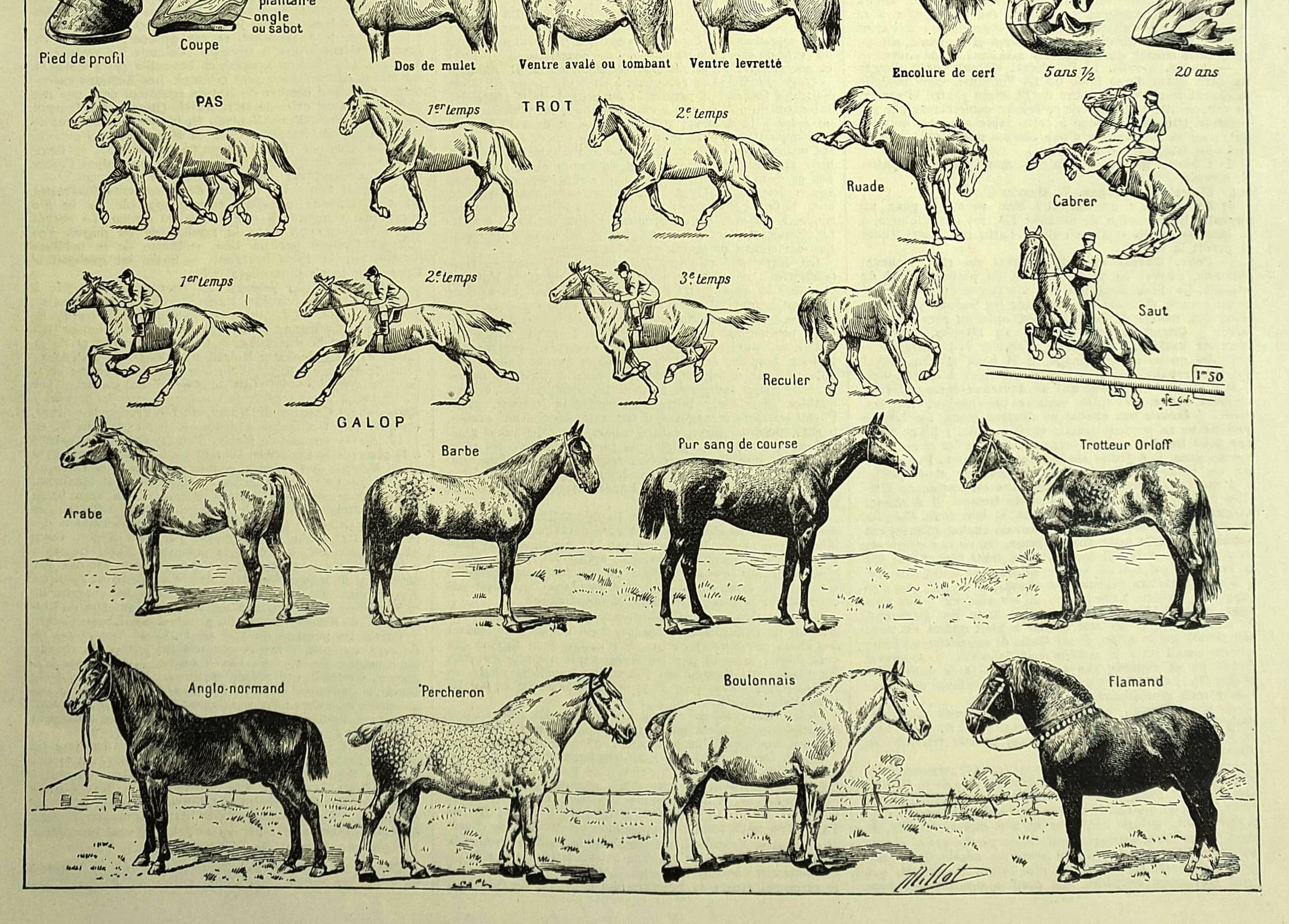 Old engraving 1928 - Horse by A. Millot - vintage equestrian print