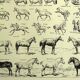 Old engraving 1928 - Horse by A. Millot - vintage equestrian print