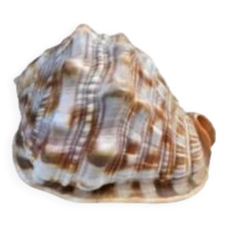 Large horned conch shell helmet