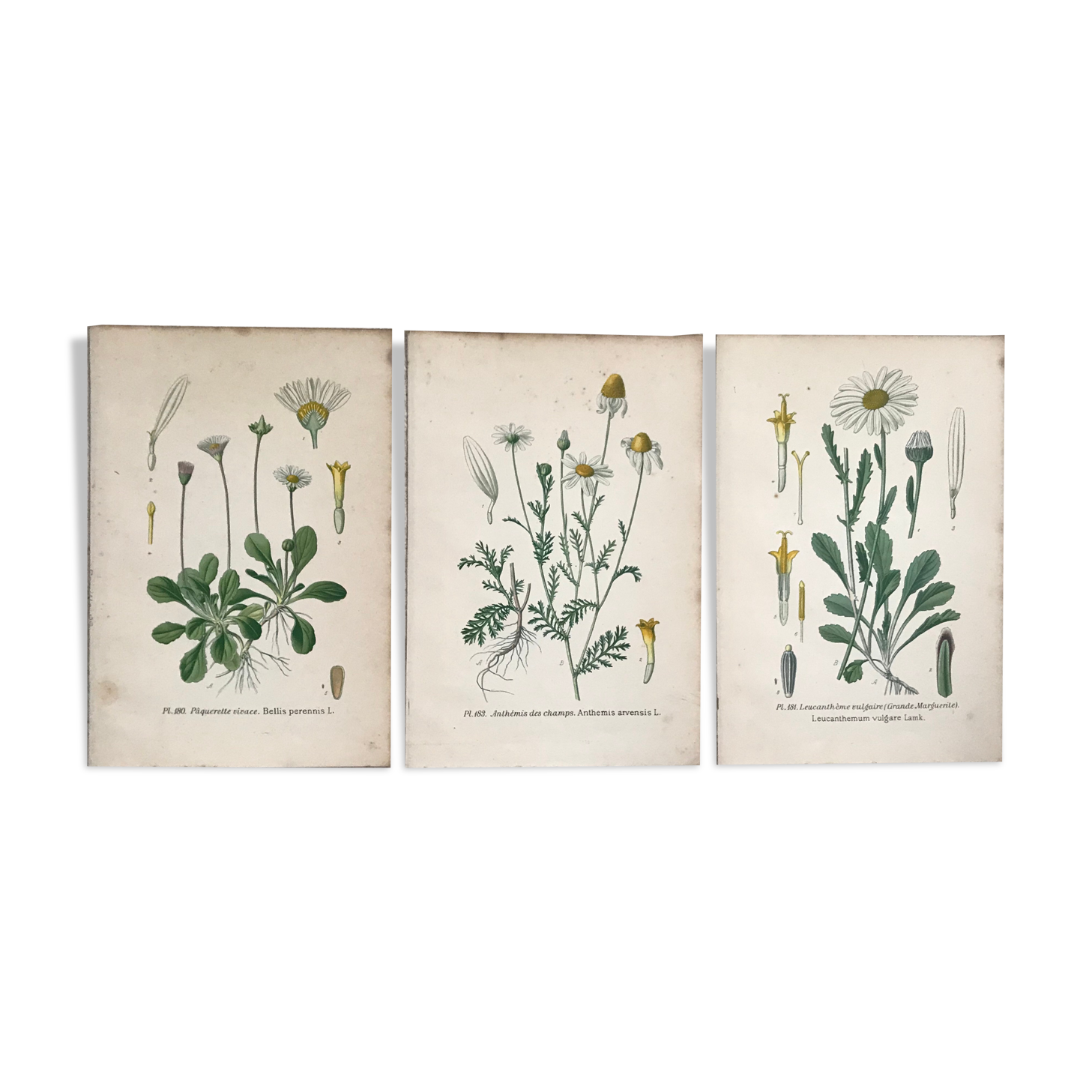 Botanical flowering boards of 19th century fields