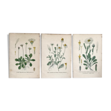 Botanical flowering boards of 19th century fields