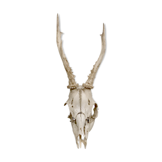 Hunting trophy