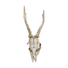 Hunting trophy