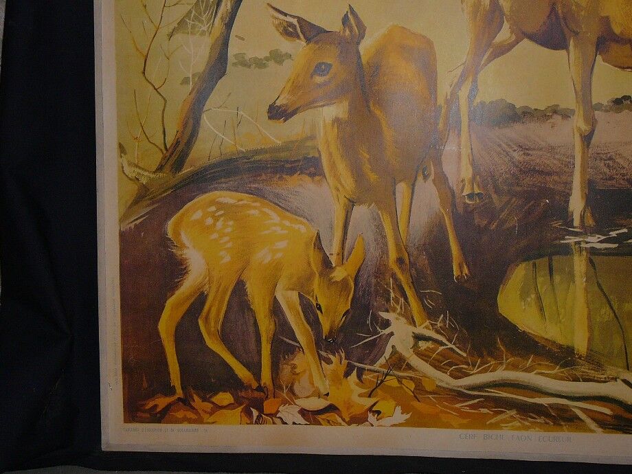 School map deer deer fawn 24 and rabbits and fox