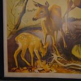 School map deer deer fawn 24 and rabbits and fox