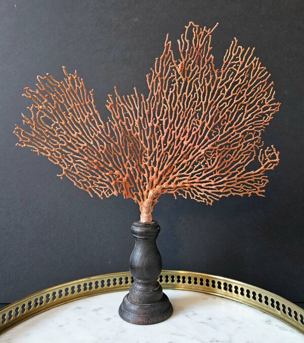 Gorgone Rouge Socle en marron. H : 29 cm   Objet de Décoration & Curiosité