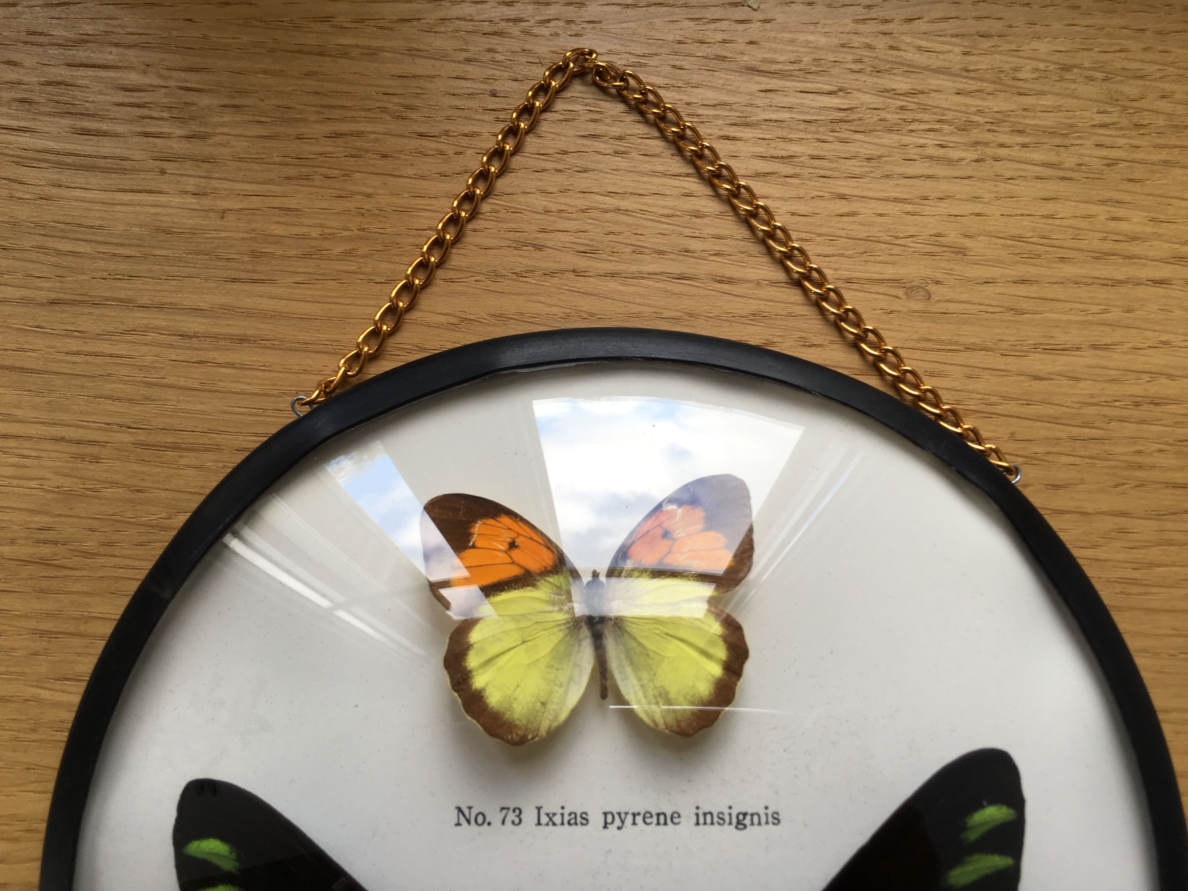Vintage curved glass butterfly frame