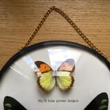 Vintage curved glass butterfly frame