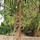 Baumann parrot coat rack simple dark beech