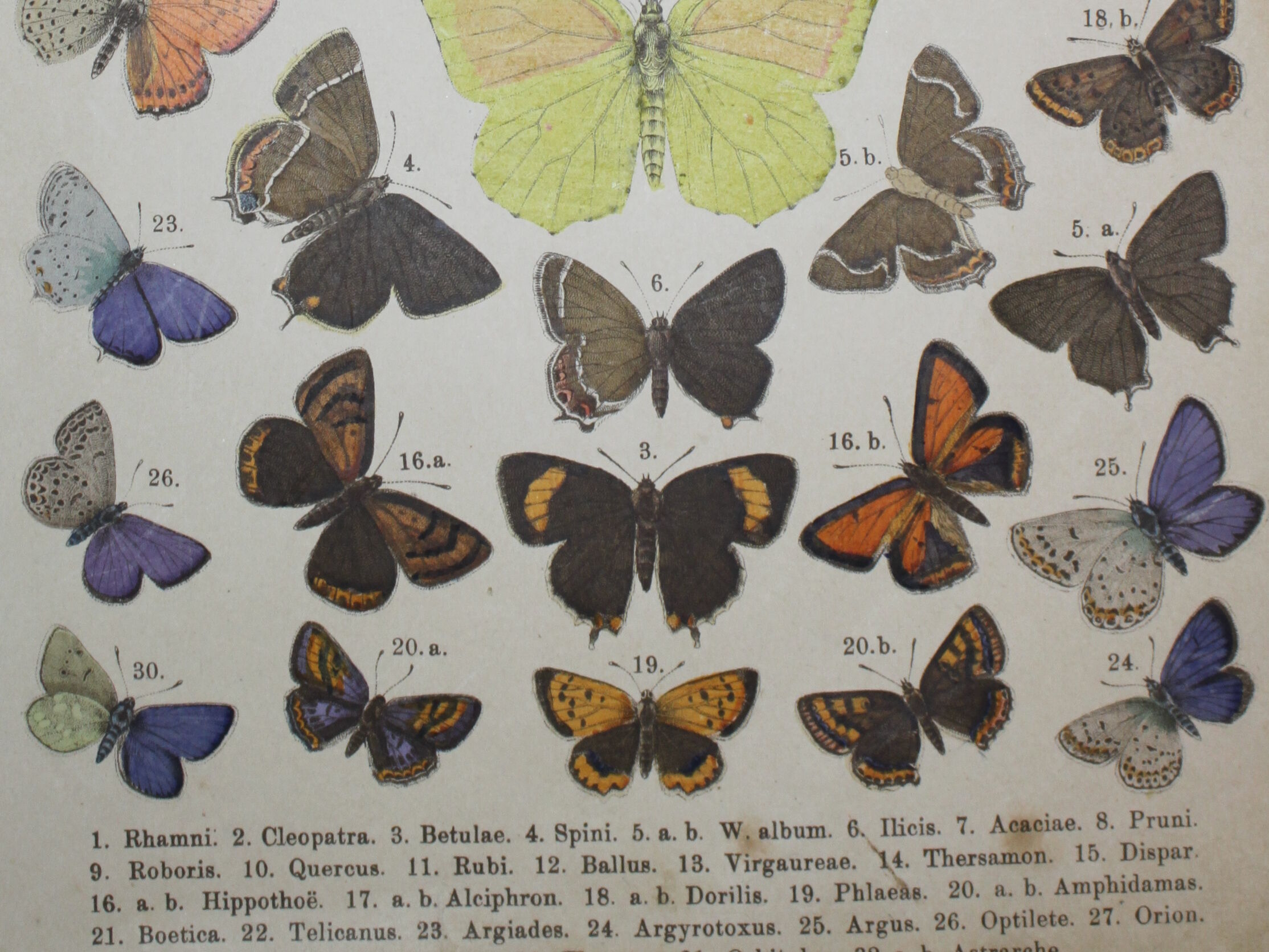 Rhamni butterflies, illustration from 1887 antique print, lepidoptere original insect plate