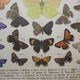 Rhamni butterflies, illustration from 1887 antique print, lepidoptere original insect plate