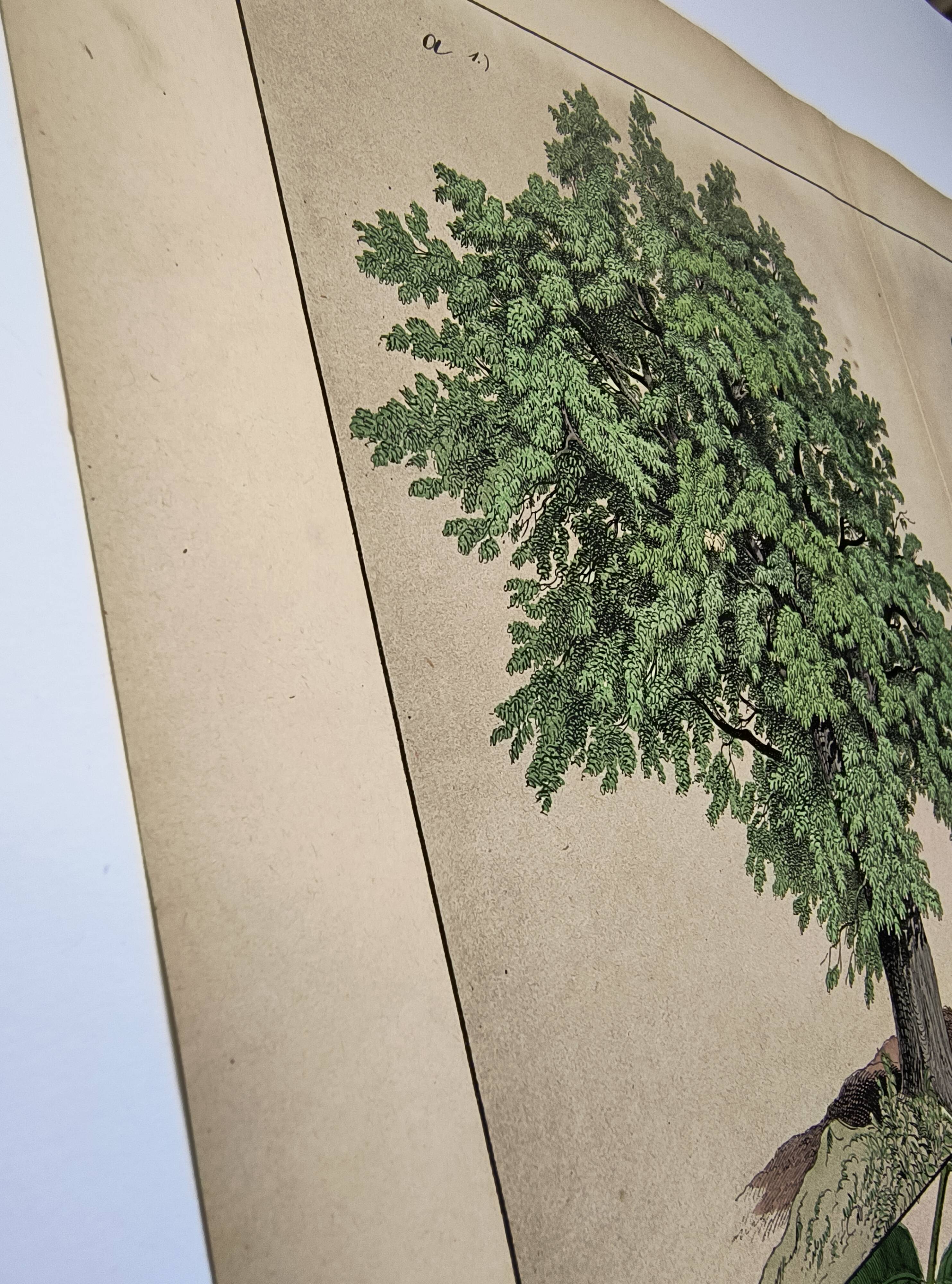 Botanical engraving 1870 - Walnut and Hazelnut - Tree Plate