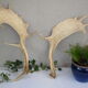 Pair of suede wood europe