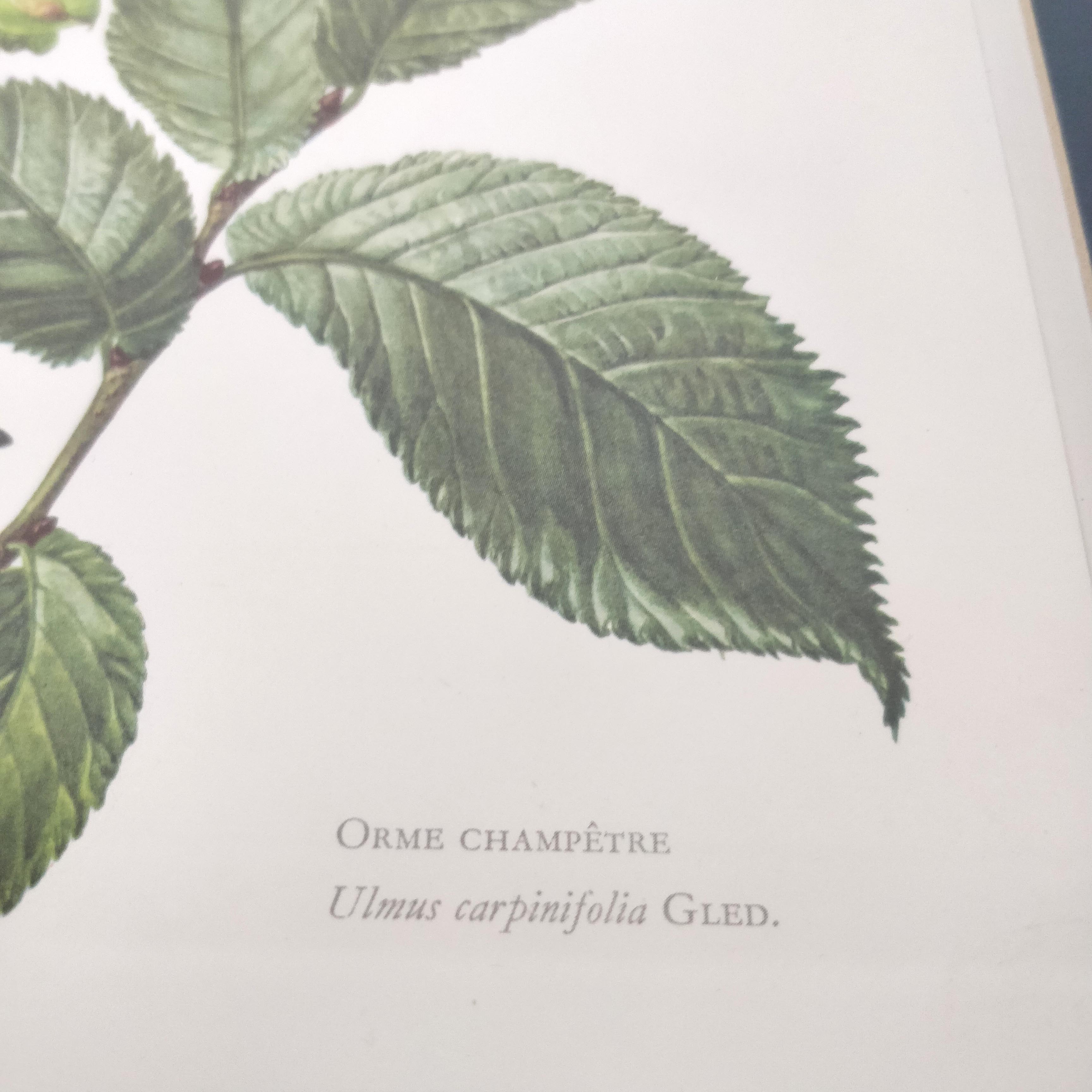 Botanical plank plank Orme country