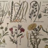 Lithograph weeds weeds - 1920