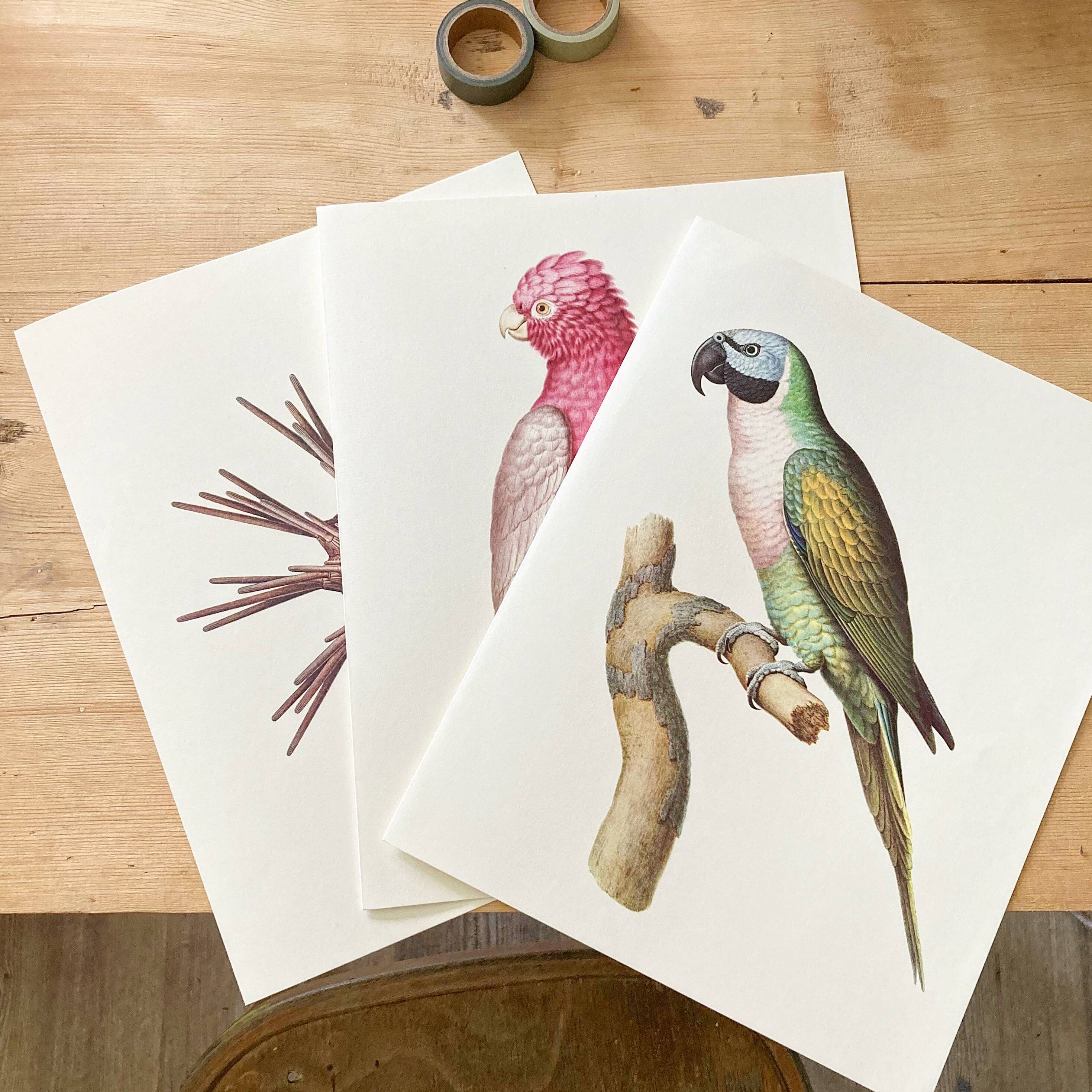 Plates of the bestiary from the Natural History Museum: Rose-breasted Cockatoos.