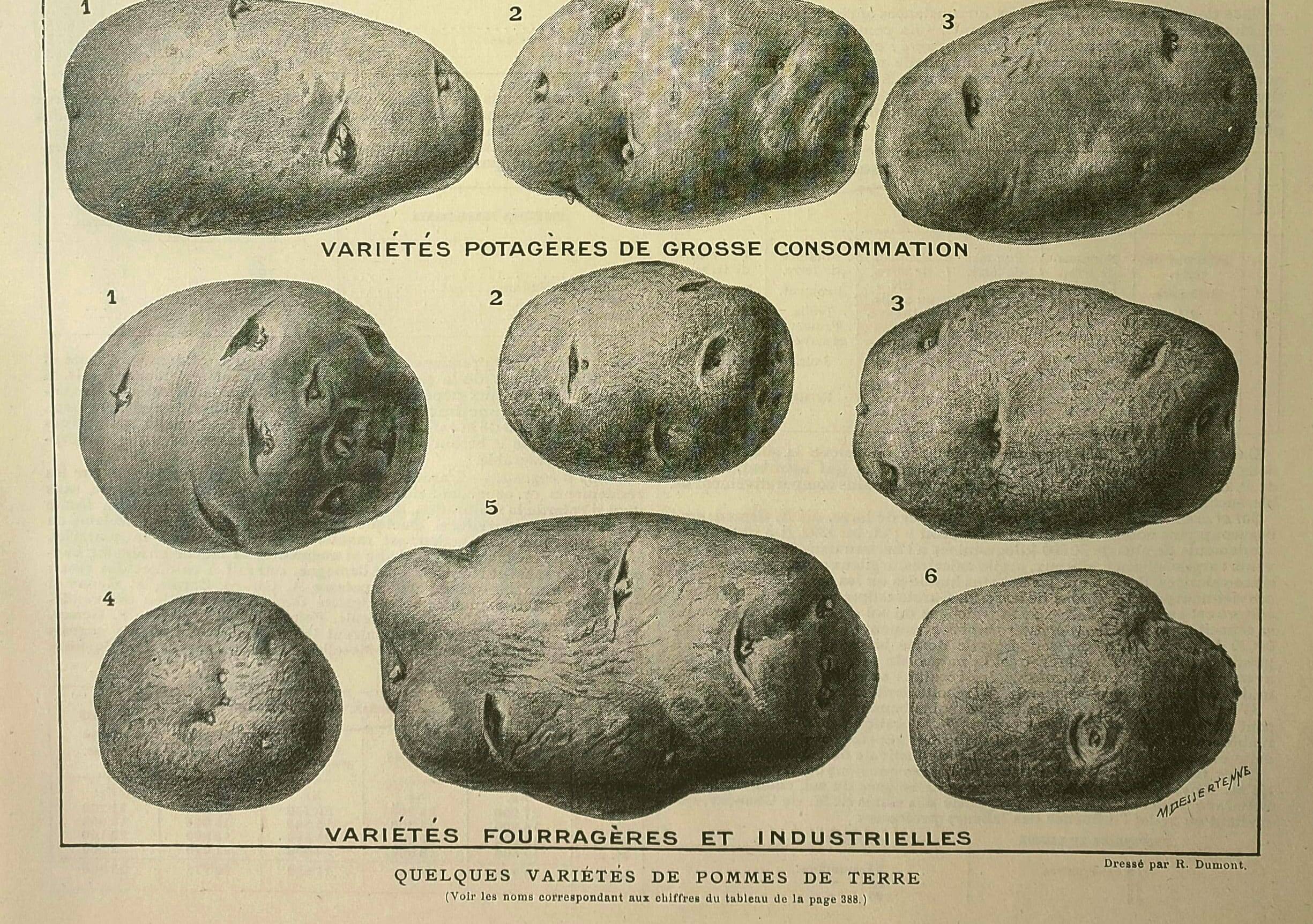 Old engraving 1921 - Potato 1 by Dessertenne - vegetable plate.