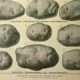 Old engraving 1921 - Potato 1 by Dessertenne - vegetable plate.