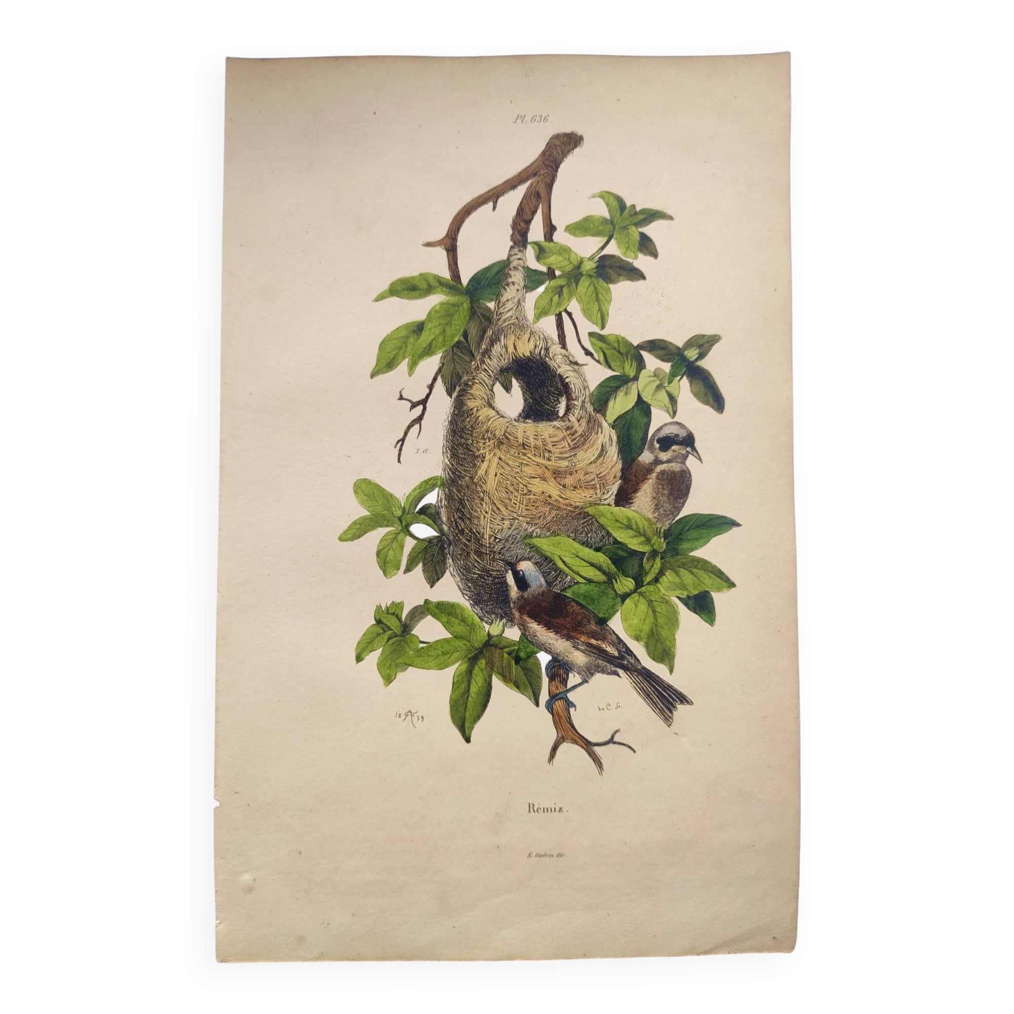 Original Engraving from 1839 -Remiz- Old hand-colored plate ornithology and birds