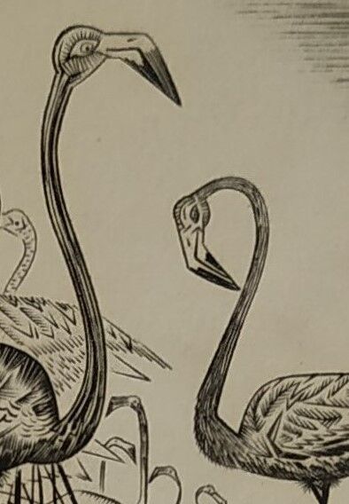 Engraving " flamands de camargue " 1950's