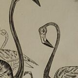 Engraving " flamands de camargue " 1950's