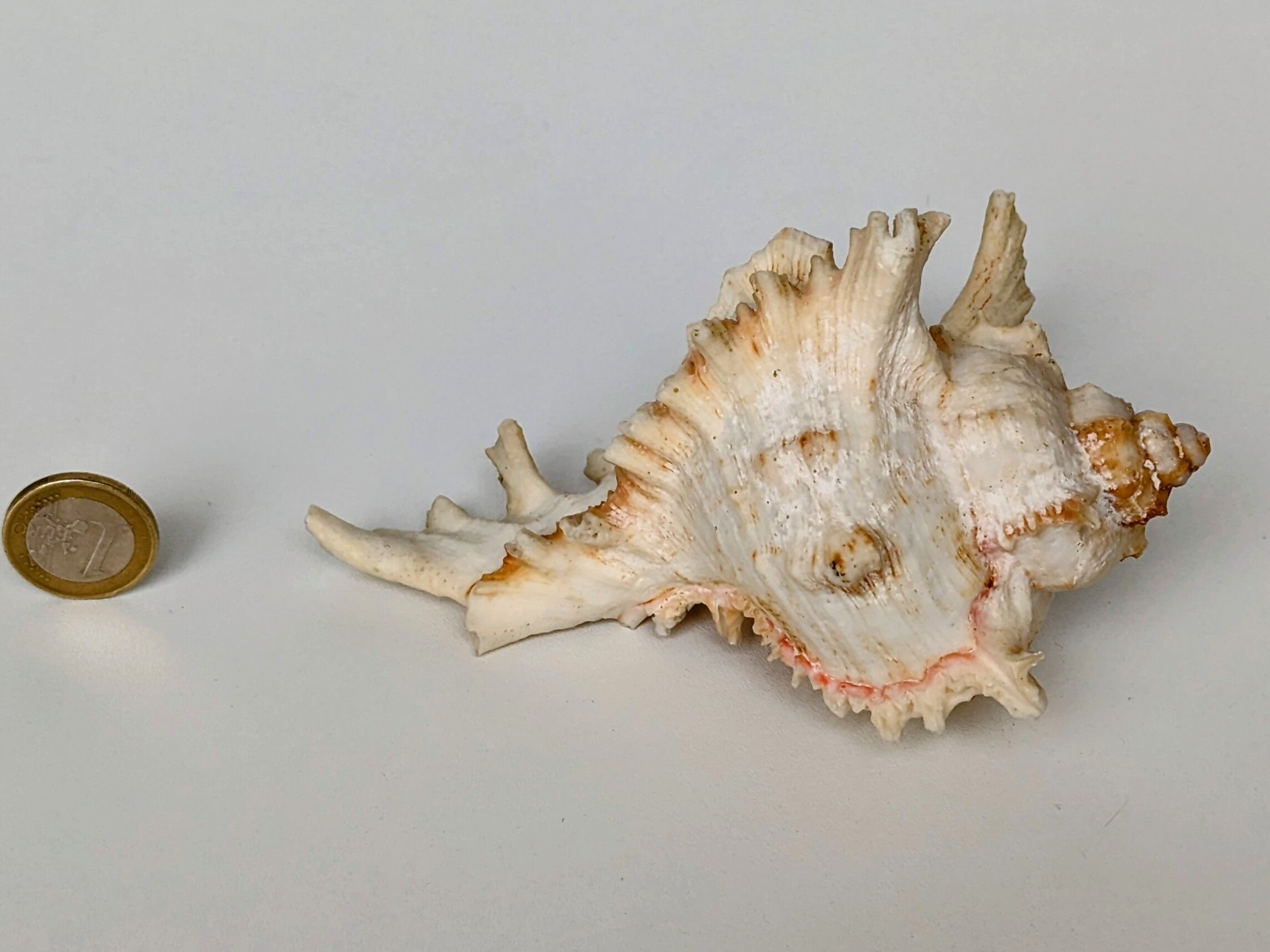 Shell Murex ramosus