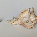 Shell Murex ramosus