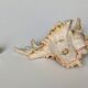 Shell Murex ramosus