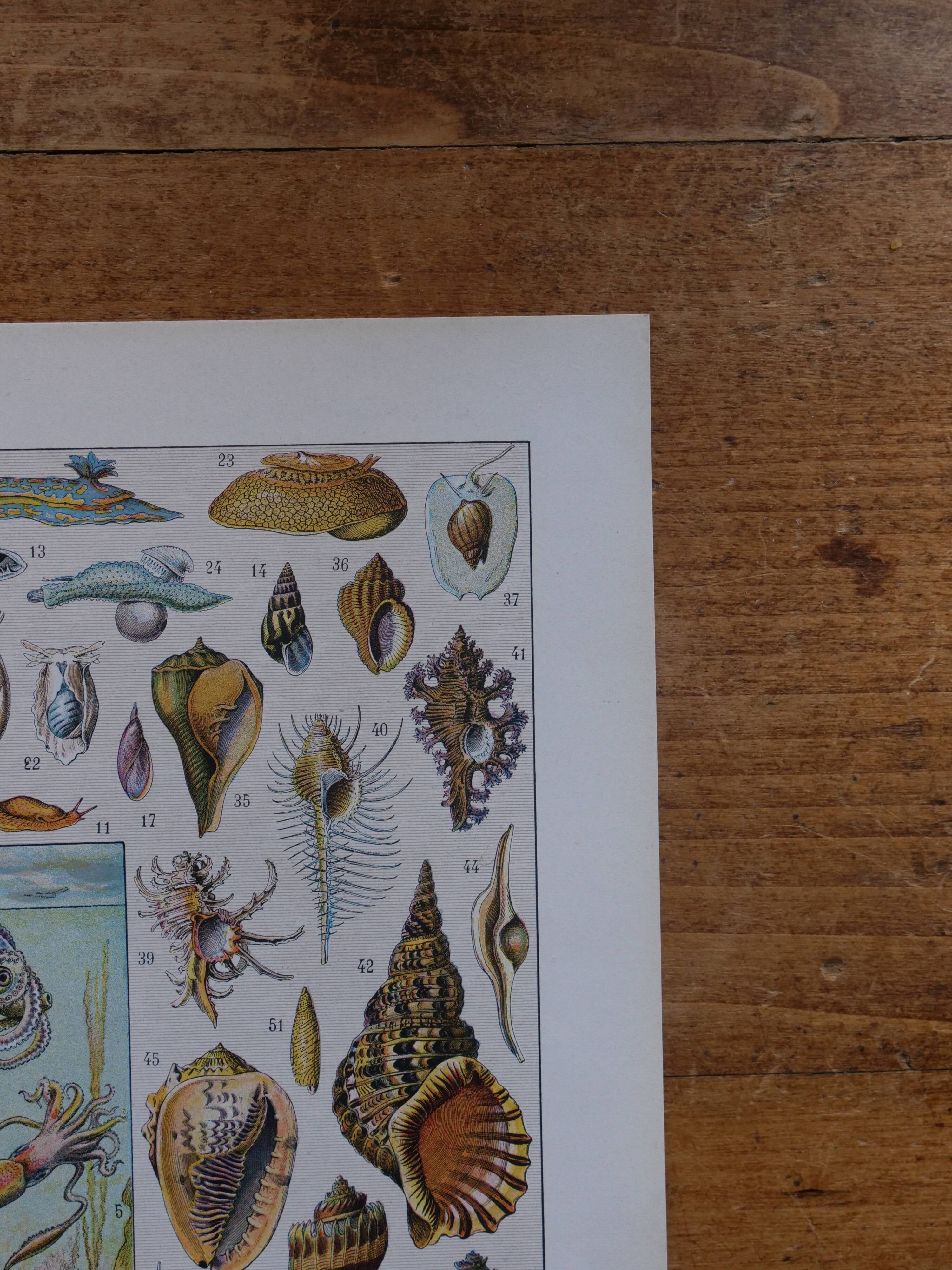 Lot of 2 lithographs on oceanography and molluscs
